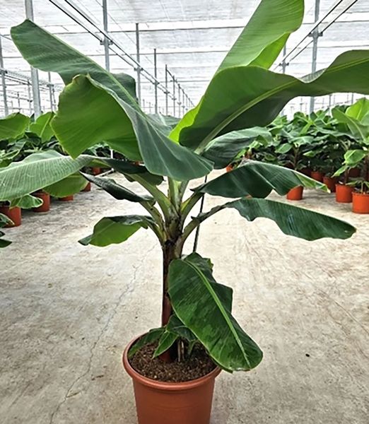 Musa 'Dwarf Cavendish'